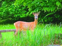 Im Innviertel wurden zwei Wildtiere illegal erlegt (Symbolbild). (Bild: Georg Wastl)