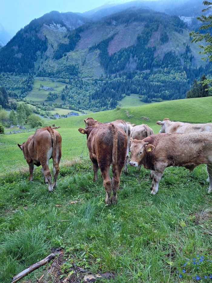 Die aufgeschreckten Tiere müssen sich nun erholen.