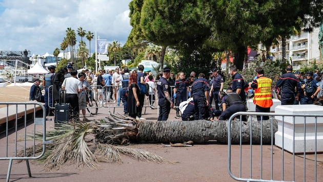 In Cannes wurde ein junger Mann durch eine umgestürzte Palme verletzt.