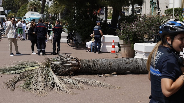 Für das Umstürzen der Palme sollen Schaben und ein heftiger Windstoß verantwortlich sein.