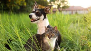 Ein Hund darf nicht frei herumlaufen – wie schaut das eigentlich rechtlich bei Katzen aus?  (Bild: Olga Yastremska, New Africa, Africa Studio)