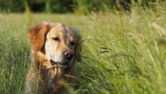 „Schliafhansln“ gehen buchstäblich unter die Haut und können gesundheitliche Probleme verursachen.  (Bild: rb0 - stock.adobe.com)