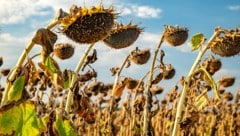 Vertrocknete Sonnenblumen auf einem Feld in Ungarn