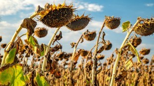 Vertrocknete Sonnenblumen auf einem Feld in Ungarn