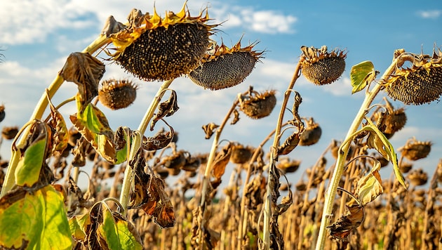 Vertrocknete Sonnenblumen auf einem Feld in Ungarn