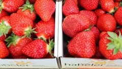 Echt süß! Erdbeeren aus der Region in Top-Qualität. (Bild: Judt Reinhard)