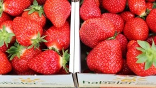 Echt süß! Erdbeeren aus der Region in Top-Qualität. (Bild: Judt Reinhard)