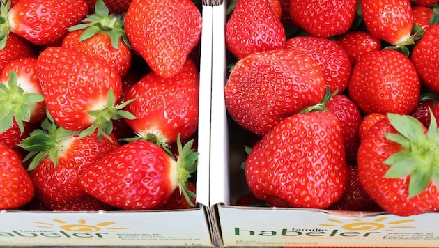 Echt süß! Erdbeeren aus der Region in Top-Qualität.