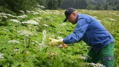 Die Berg- und Naturwacht leistet in diesem Bereich hervorragende Arbeit. Hier wird in Turnau der ...