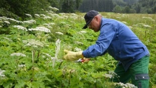 Die Berg- und Naturwacht leistet in diesem Bereich hervorragende Arbeit. Hier wird in Turnau der gefährliche Riesenbärenklau in Schach gehalten (Archivbild). (Bild: Traby Jakob)
