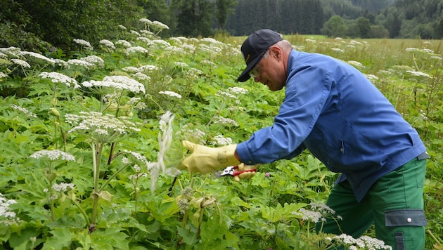 Die Berg- und Naturwacht leistet in diesem Bereich hervorragende Arbeit. Hier wird in Turnau der gefährliche Riesenbärenklau in Schach gehalten (Archivbild).
