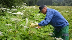 Die Berg- und Naturwacht leistet in diesem Bereich hervorragende Arbeit. Hier wird in Turnau der ...