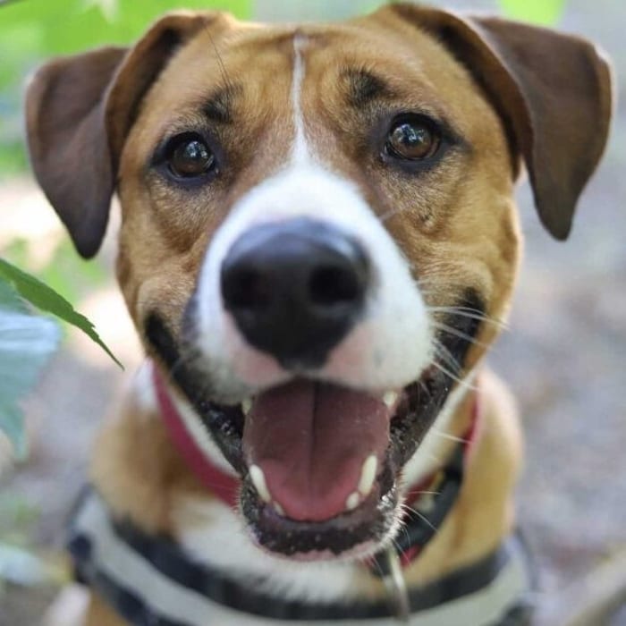 Hätte so gerne ein Zuhause: Marley
