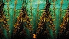 Superflux blicken 30 Jahre in die Zukunft: im dem Video „The Seas Are No Longer Dying“ zeigen ...