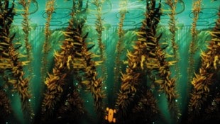 Superflux blicken 30 Jahre in die Zukunft: im dem Video „The Seas Are No Longer Dying“ zeigen ...