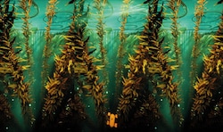 Superflux blicken 30 Jahre in die Zukunft: im dem Video „The Seas Are No Longer Dying“ zeigen ...