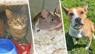 Katze Mitzi, Farbmaus Kuno und Stafford Stanislaus, sie alle suchen einen schönen Platz zum Leben. (Bild: Krone KREATIV/Tierheim Linz)