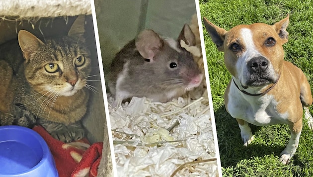 Katze Mitzi, Farbmaus Kuno und Stafford Stanislaus, sie alle suchen einen schönen Platz zum ...