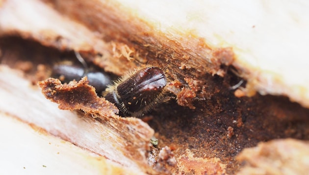Im Frühjahr legen die Borkenkäfer ihre Brutsysteme in den Baumrinden an.