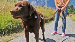 Rund 80.000 Hunde sind in Oberösterreich gemeldet. (Bild: Birbaumer Christof)