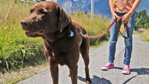 Rund 80.000 Hunde sind in Oberösterreich gemeldet.