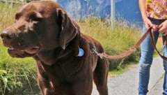 Anders als auf dem Symbolbild wurde die Leine als Züchtigungsinstrument missbraucht.