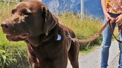 Rund 80.000 Hunde sind in Oberösterreich gemeldet.