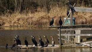 Eine Kolonie Kormorane soll sich von Anfang März bis Mitte April sechs Wochen lang bei den Schacherteichen in Kremsmünster die Hälse mit Fisch vollgestopft haben. (Bild: Hütmeyer Gerhard)