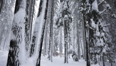 Die 28-jährige Frau machte einen unglaublichen Überlebenskampf in der Wildnis von Sierra Nevada ...