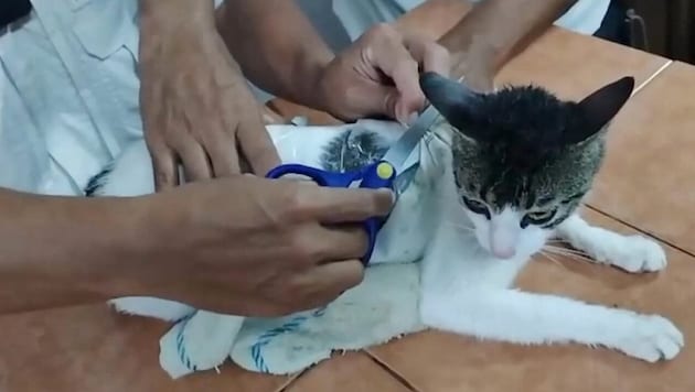 Wärter befreiten die Katze von den Drogen, die sie zwei Häftlingen bringen sollte.