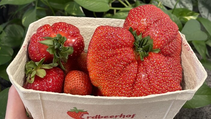 Im Vergleich zu ihr wirken die übrigen Erdbeeren winzig.