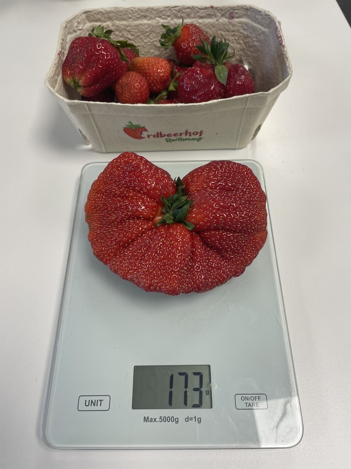 173 Gramm bringt die Erdbeere auf die Waage.