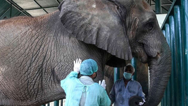 Pakistanische Zoos geraten immer wieder wegen schlechter Haltungsbedingungen in die Kritik. ...