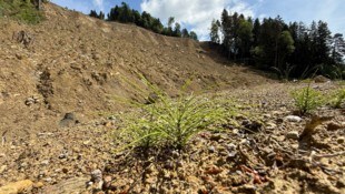 Insgesamt sollen rund 2500 Bäume gepflanzt werden.