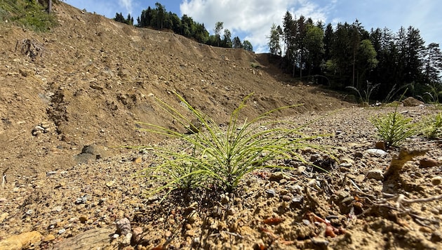 Insgesamt sollen rund 2500 Bäume gepflanzt werden.