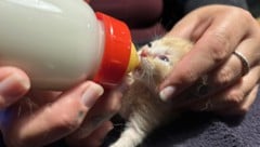 Trotz Kastrationspflicht werden noch Unmengen an Katzenbabys in Tierheimen abgegeben (Bild: Pfotenhilfe)