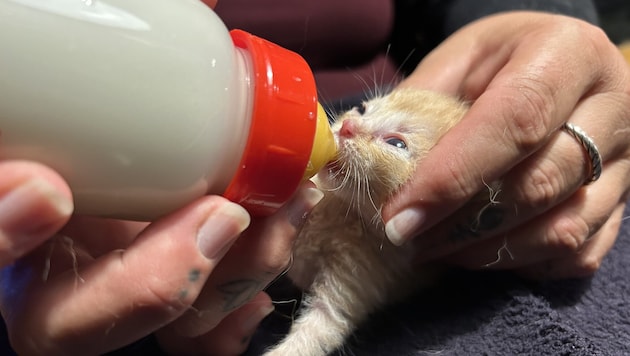 Trotz Kastrationspflicht werden noch Unmengen an Katzenbabys in Tierheimen abgegeben