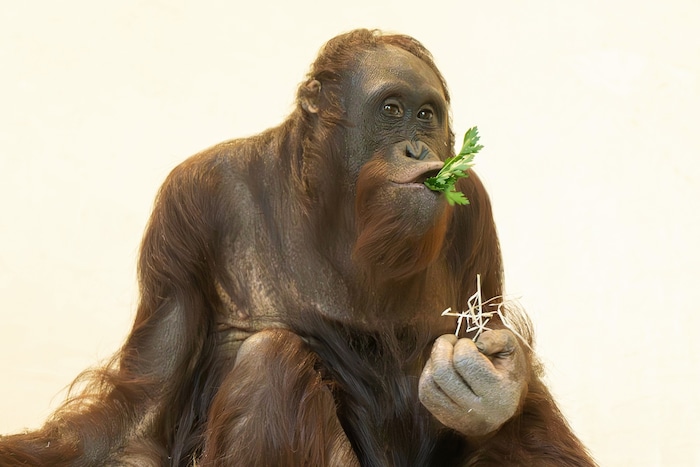 In freier Wildbahn sind die Tiere durch den Verlust ihres natürlichen Lebensraumes von der Ausrottung bedroht. 