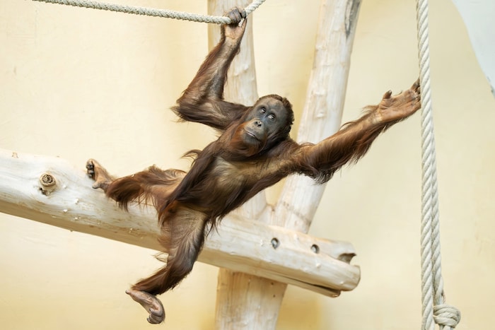 Anfang Mai zog der Neunjährige in den Tiergarten Schönbrunn.