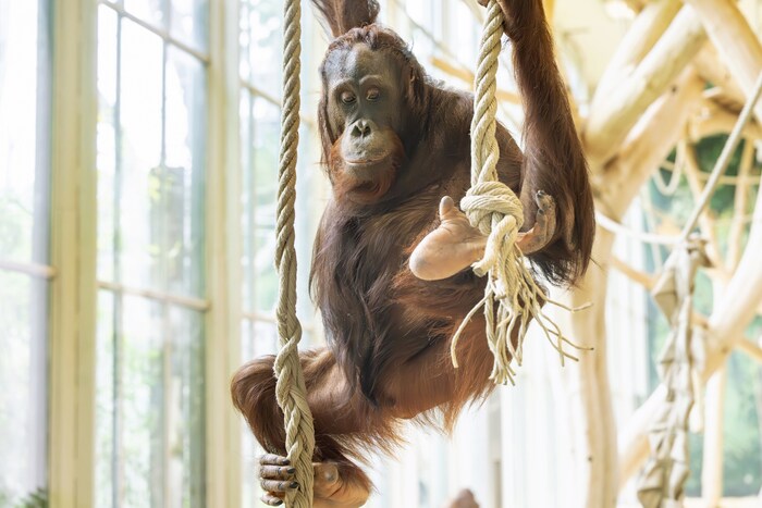 Das Männchen stammt aus dem niederländischen Tierpark Apenheul.