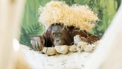 Der Jungspund soll künftig für Nachwuchs sorgen. (Bild: DANIEL ZUPANC)