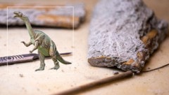 Mit einem Skalpell wird Sedimentgestein am Knochen entfernt. Seit 2021 sind die Überreste eines ...