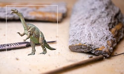Mit einem Skalpell wird Sedimentgestein am Knochen entfernt. Seit 2021 sind die Überreste eines ...