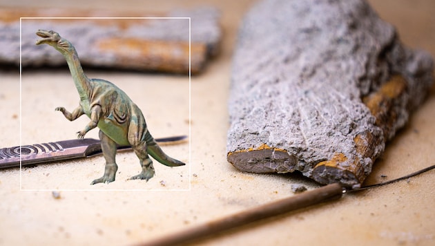 Mit einem Skalpell wird Sedimentgestein am Knochen entfernt. Seit 2021 sind die Überreste eines 210 Millionen Jahre alten Plateosauriers Bestandteil der Schau im Naturhistorischen Museum Wien. 