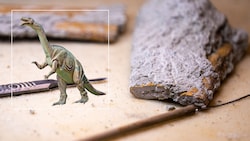 Mit einem Skalpell wird Sedimentgestein am Knochen entfernt. Seit 2021 sind die Überreste eines ...