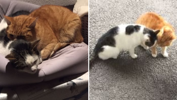 Wer kennt die beiden Schmusetiger? 