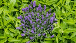 Lavendel im Kräutergarten der Apotheker