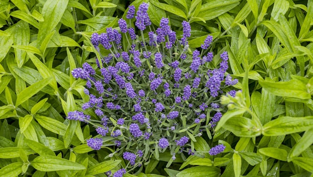 Lavendel im Kräutergarten der Apotheker