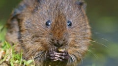 Die Ostschermaus ist im Ländle sehr häufig vertreten. (Bild: Peter Trimming)