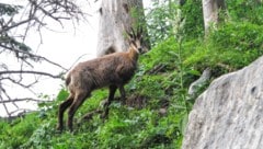 Gamswildbestände nehmen seit Jahren ab. Jagdliche Eingriffe müssen daher genau abgewogen werden. (Bild: ORF/ORF-Universum/FF)